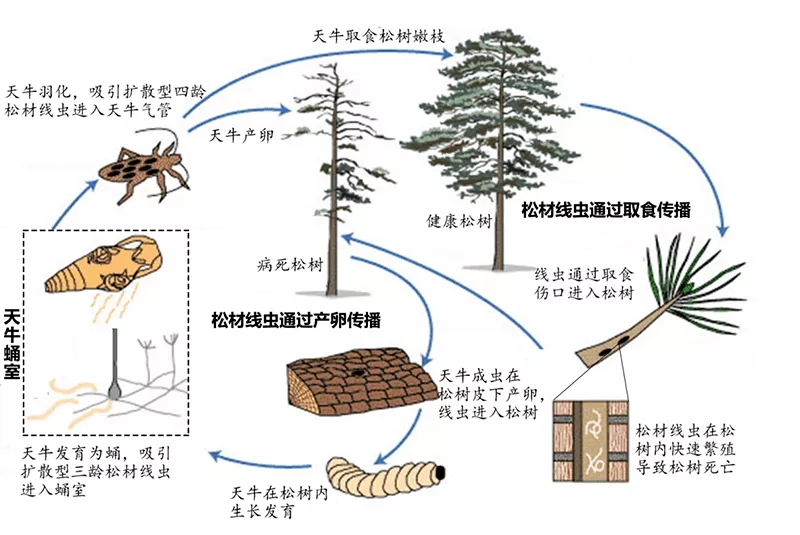 澳门彩资料官方网站www